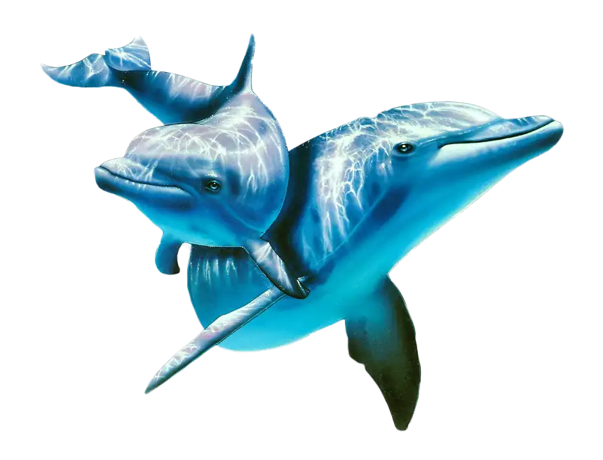 Dolphin