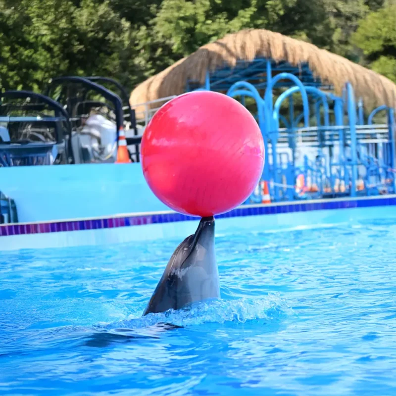 Dolphin show – Dolphina Park