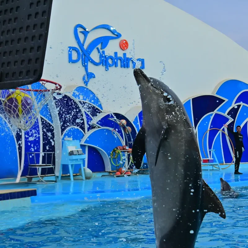 Live dolphin show at Dolphina Park with interactive performance